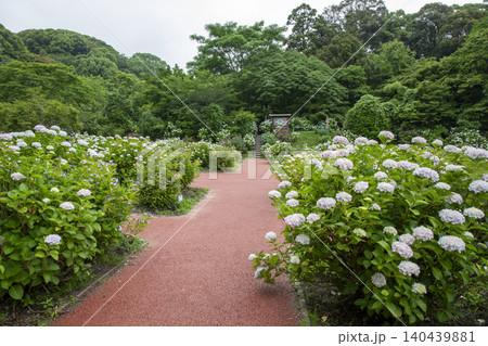 福岡県筑紫野市の天拝自然公園にあるあじさい園の風景 福岡県筑紫野市の天拝自然公園にあるあじさい園の風景 140439881
