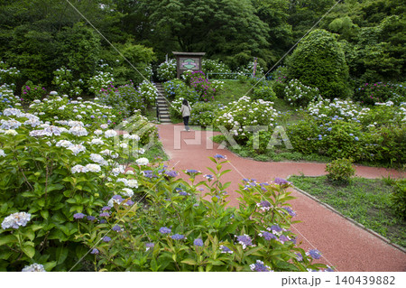 福岡県筑紫野市の天拝自然公園にあるあじさい園の風景 福岡県筑紫野市の天拝自然公園にあるあじさい園の風景 140439882