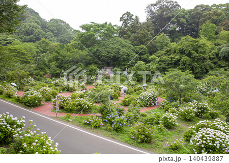 福岡県筑紫野市の天拝自然公園にあるあじさい園の風景 福岡県筑紫野市の天拝自然公園にあるあじさい園の風景 140439887