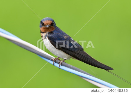 ツバメ swallow / Japan ツバメ swallow / Japan 140440886