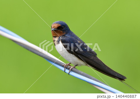 ツバメ swallow / Japan ツバメ swallow / Japan 140440887