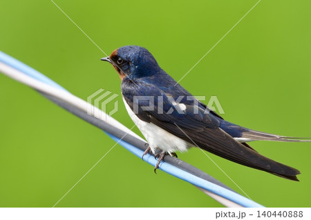 ツバメ swallow / Japan ツバメ swallow / Japan 140440888