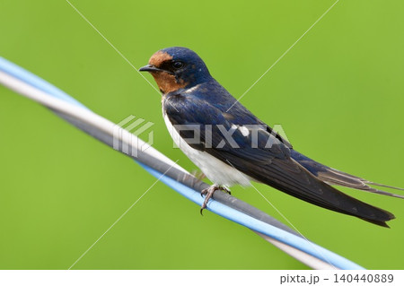 ツバメ swallow / Japan ツバメ swallow / Japan 140440889