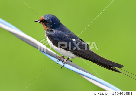 ツバメ swallow / Japan ツバメ swallow / Japan 140440891
