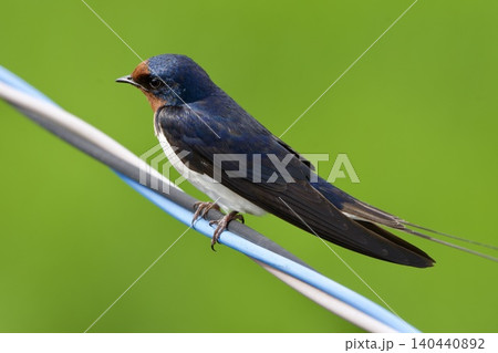 ツバメ swallow / Japan ツバメ swallow / Japan 140440892