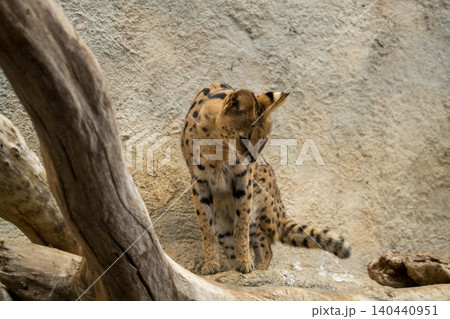 サーバルキャット サーバルキャット 140440951