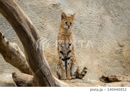 サーバルキャット サーバルキャット 140440952