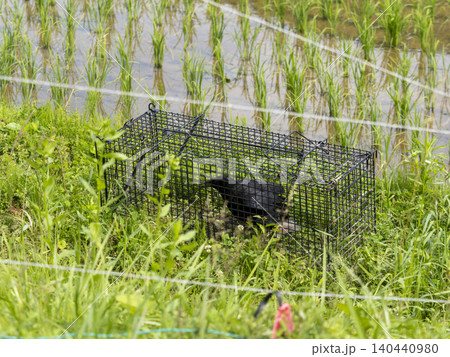 間違えて害獣捕獲用の罠に入ってしまったカラス 140440980