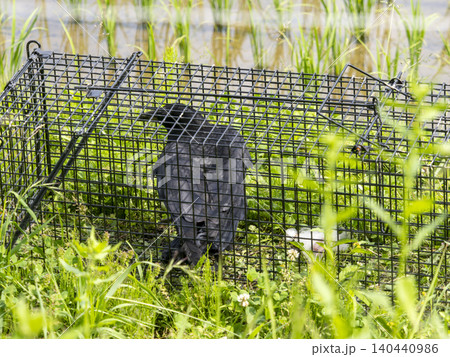 間違えて害獣捕獲用の罠に入ってしまったカラス 間違えて害獣捕獲用の罠に入ってしまったカラス 140440986