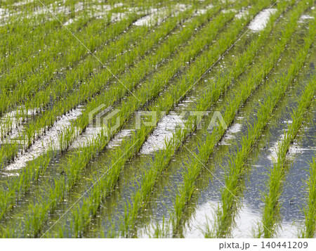 苗が植えられた水田の風景 苗が植えられた水田の風景 140441209