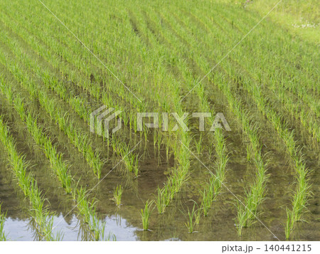 苗が植えられた水田の風景 苗が植えられた水田の風景 140441215