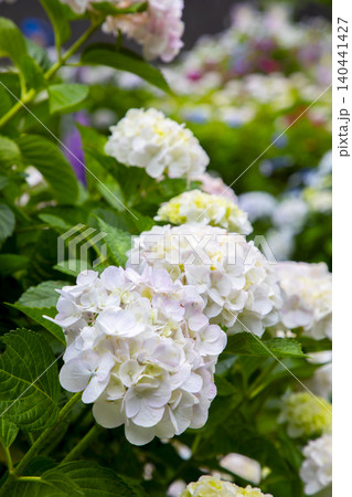 梅雨に咲く白い紫陽花 梅雨に咲く白い紫陽花 140441427