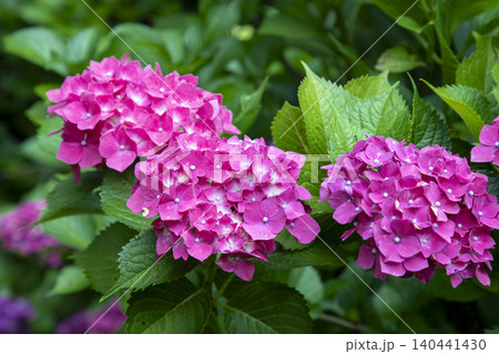 梅雨のピンクの紫陽花 梅雨のピンクの紫陽花 140441430