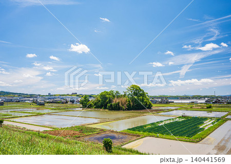 木津川沿いの田園風景 京都府八幡市 木津川沿いの田園風景 京都府八幡市 140441569