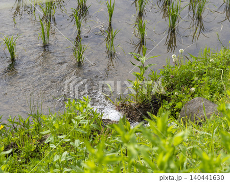 苗が植えられた水田の取水口 苗が植えられた水田の取水口 140441630
