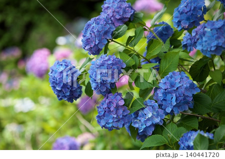 紫陽花の咲く季節 紫陽花の咲く季節 140441720