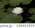 白い睡蓮 140441859