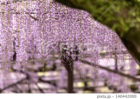 藤棚から垂れる紫の花房 藤棚から垂れる紫の花房 140442000