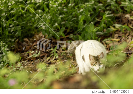 新緑の中を歩く白い猫 新緑の中を歩く白い猫 140442005
