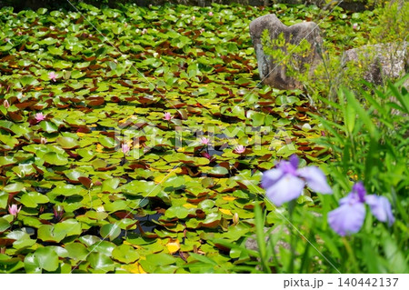 睡蓮で埋め尽くされた池【奈良県】 睡蓮で埋め尽くされた池【奈良県】 140442137