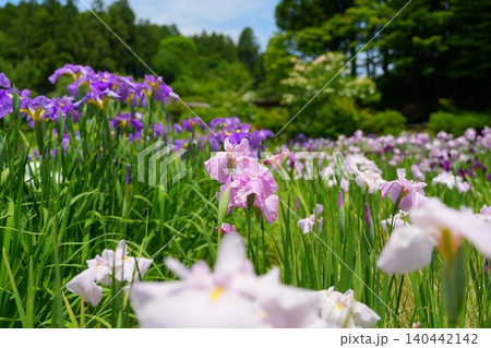 白色や紫色の鮮やかな花を咲かせる花菖蒲【奈良県】 白色や紫色の鮮やかな花を咲かせる花菖蒲【奈良県】 140442142