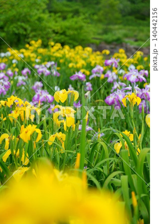 黄色や紫色の鮮やかな花を咲かせる花菖蒲【奈良県】 黄色や紫色の鮮やかな花を咲かせる花菖蒲【奈良県】 140442156