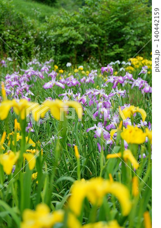 黄色や紫色の鮮やかな花を咲かせる花菖蒲【奈良県】 140442159