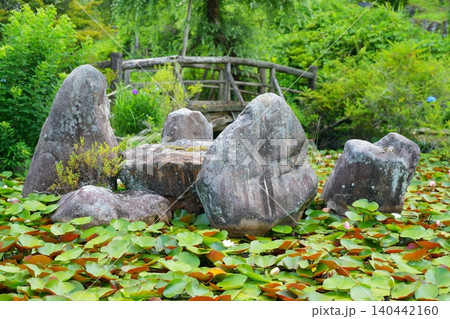 睡蓮で埋め尽くされた池と岩と橋【奈良県】 睡蓮で埋め尽くされた池と岩と橋【奈良県】 140442160