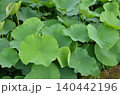 オオガハス 140442196