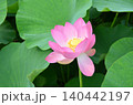 オオガハス 140442197