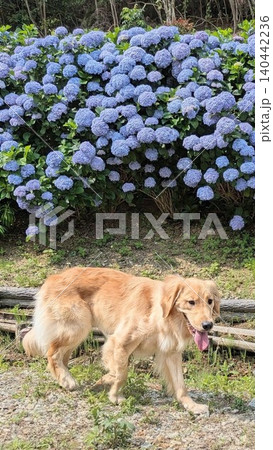 紫陽花の前を歩くゴールデンレトリバー 初夏の散歩風景 紫陽花の前を歩くゴールデンレトリバー 初夏の散歩風景 140442236