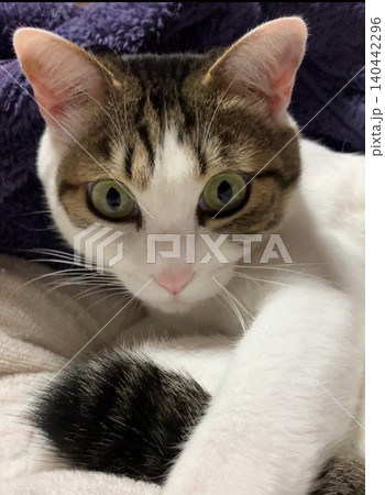 猫の正面顔 猫の正面顔 140442296