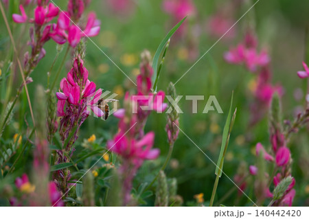 A bee is on pink flowers in a green meadow during the summer season A bee is on pink flowers in a green meadow during the summer season 140442420