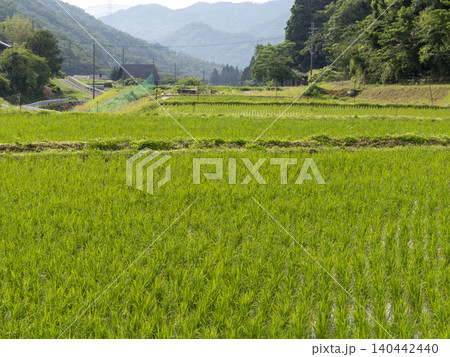 猪名川町柏原地区に広がる棚田の風景 猪名川町柏原地区に広がる棚田の風景 140442440