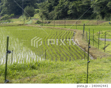 猪名川町柏原地区に広がる棚田の風景 140442441