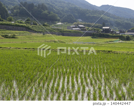 猪名川町柏原地区に広がる棚田の風景 猪名川町柏原地区に広がる棚田の風景 140442447