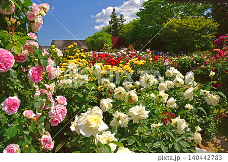 青空と薔薇の園の風景 青空と薔薇の園の風景 140442783