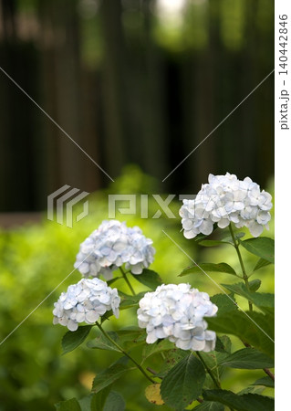 初夏に咲く白い紫陽花の花 初夏に咲く白い紫陽花の花 140442846