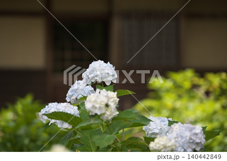 初夏に咲く白い紫陽花の花 140442849