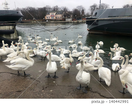 Mute swans on the concrete shore and in the sea at a city port, winter landscape. Mute swans on the concrete shore and in the sea at a city port, winter landscape. 140442991