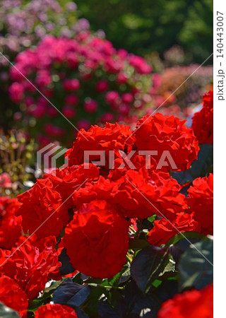 美しき薔薇の園 美しき薔薇の園 140443007