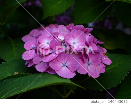 鮮やかなピンク色のアジサイの花 鮮やかなピンク色のアジサイの花 140443083