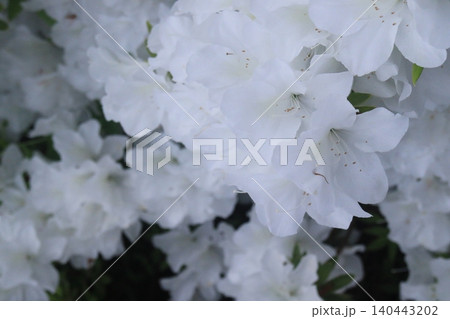 ツツジの花 ツツジの花 140443202