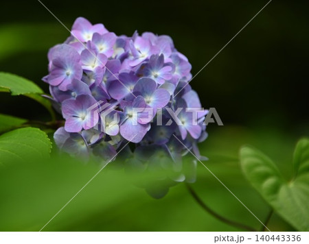 紫色のかわいいアジサイの花 紫色のかわいいアジサイの花 140443336