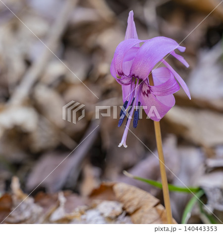 春の野山に咲くカタクリの花 春の野山に咲くカタクリの花 140443353