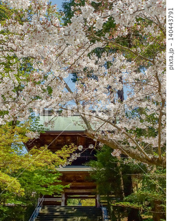 桜に彩られた北鎌倉の建長寺 桜に彩られた北鎌倉の建長寺 140443791