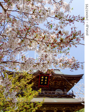 桜に彩られた北鎌倉の建長寺 140443795