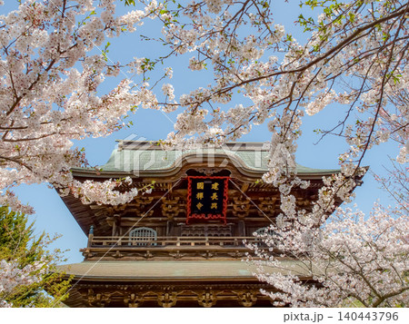 桜に彩られた北鎌倉の建長寺 140443796