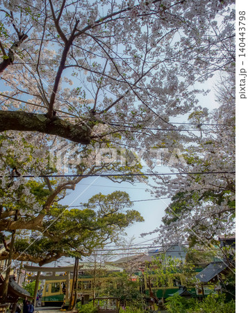 長谷寺に咲く桜 140443798