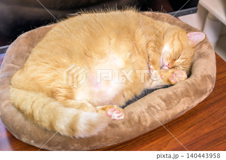 猫ベッドで丸くなって眠る茶トラのマンチカンの愛らしい寝姿 猫ベッドで丸くなって眠る茶トラのマンチカンの愛らしい寝姿 140443958